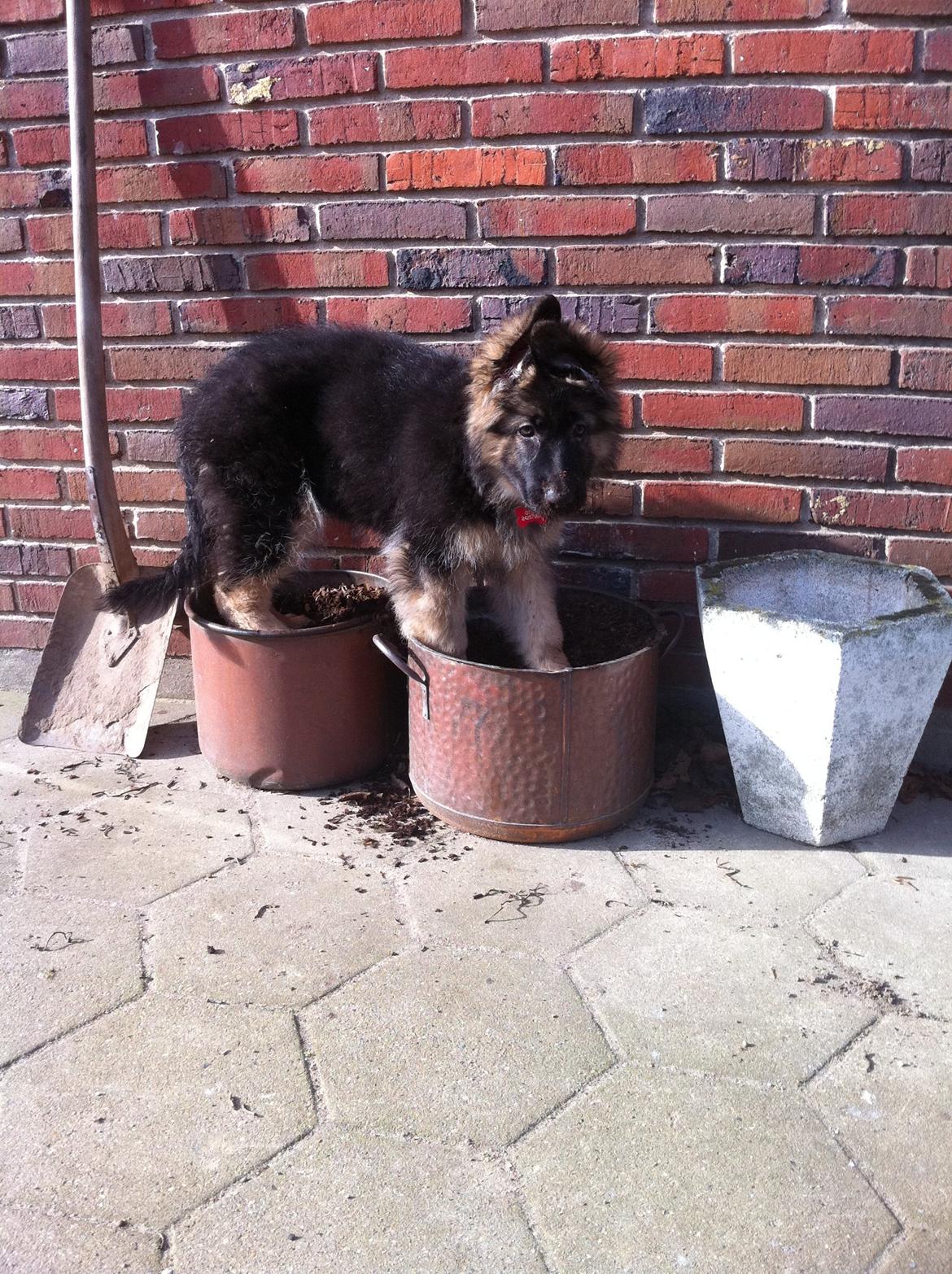 Schæferhund Diva billede 6