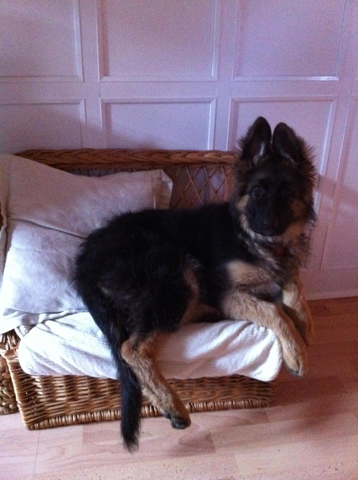 Schæferhund Diva billede 7