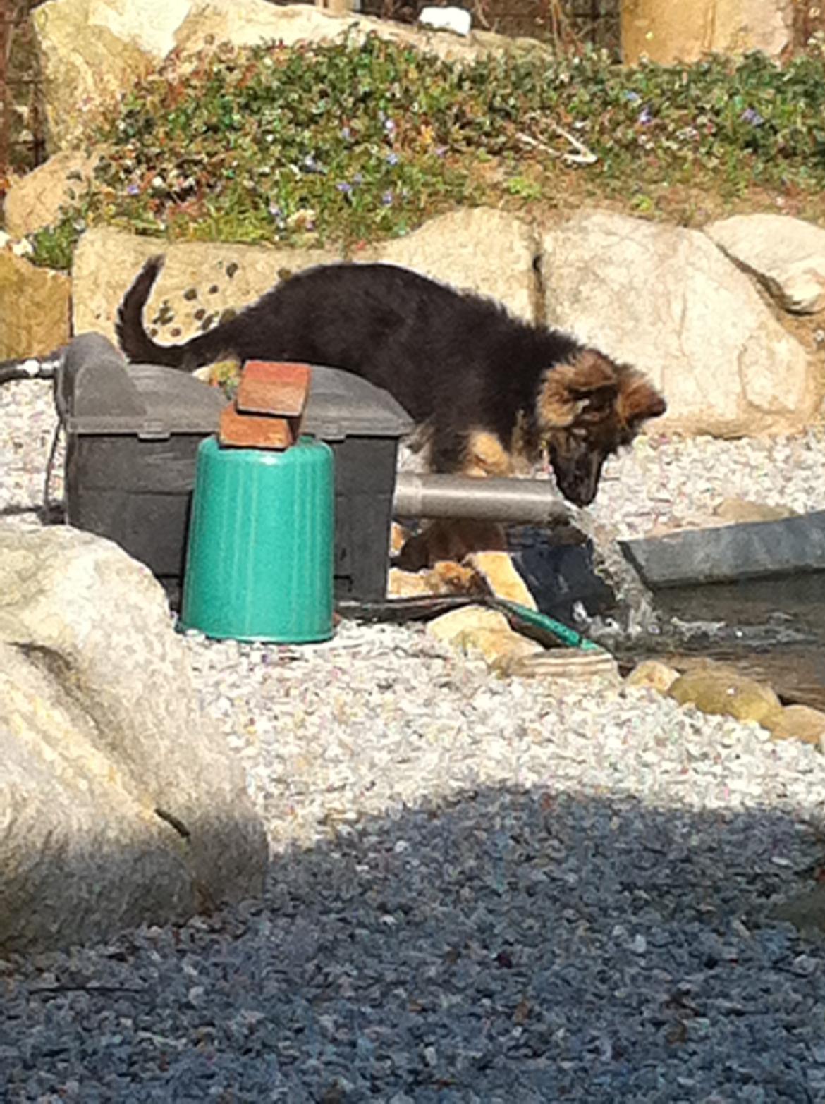 Schæferhund Diva billede 8