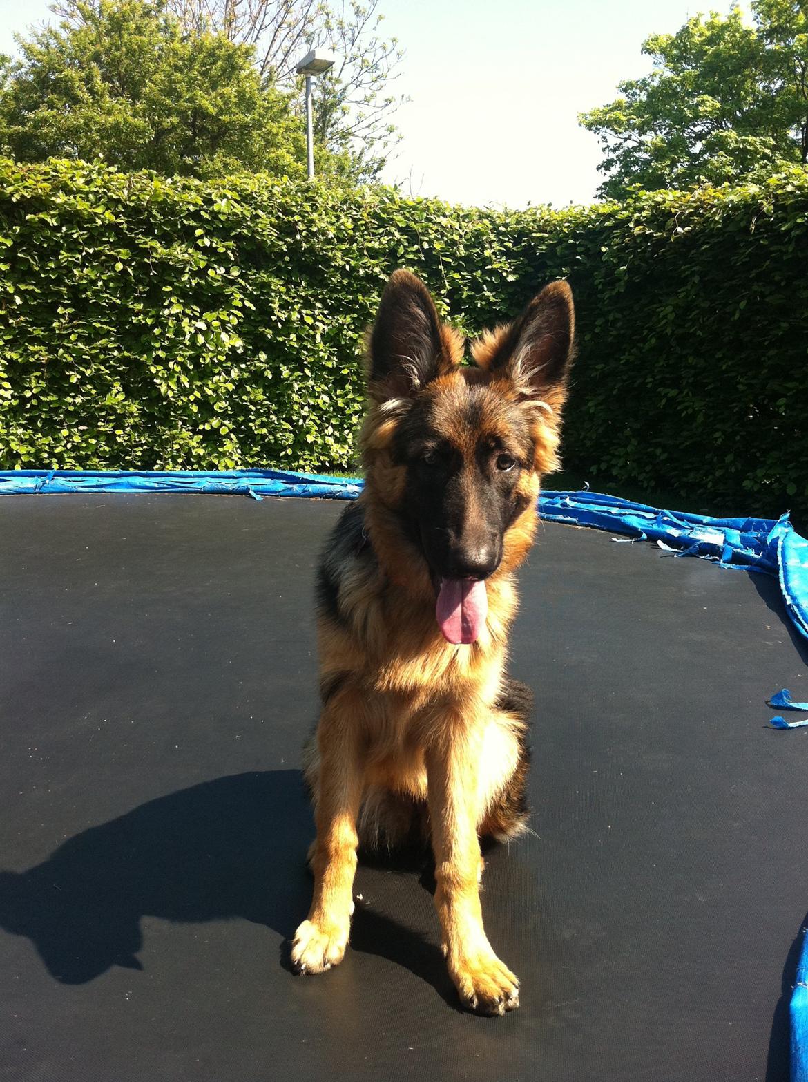 Schæferhund Diva billede 9