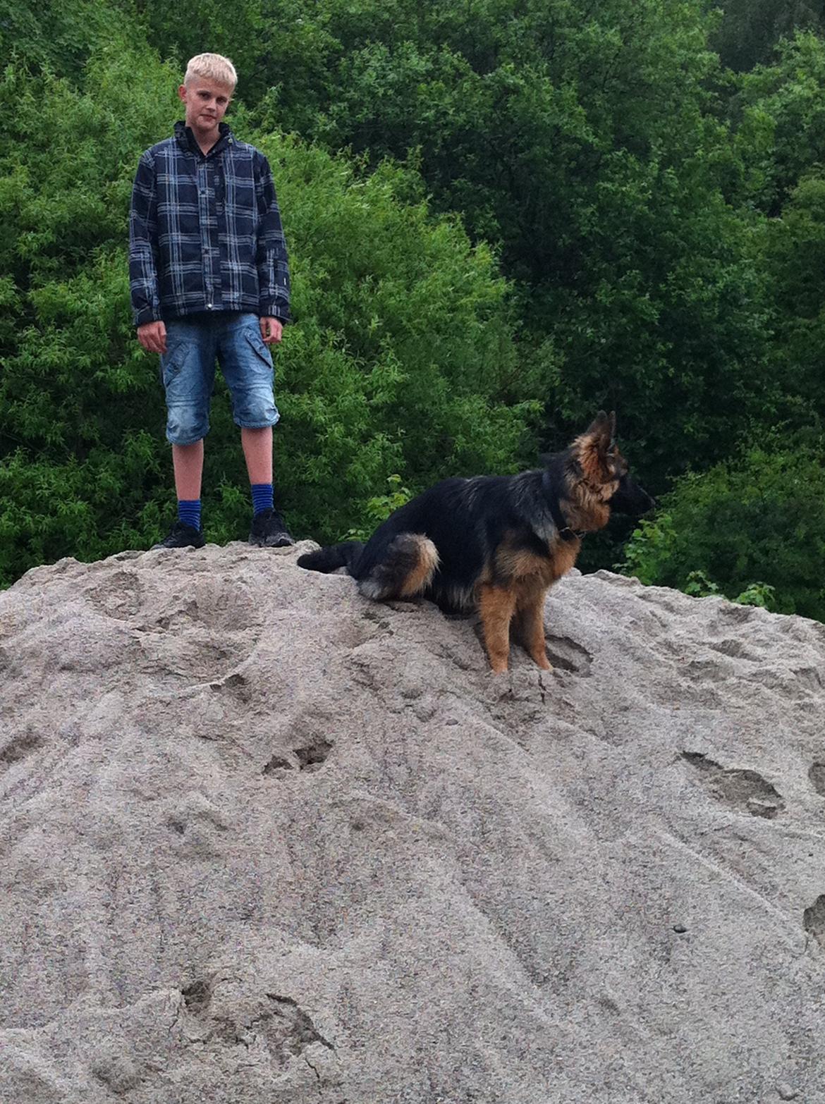 Schæferhund Diva billede 10