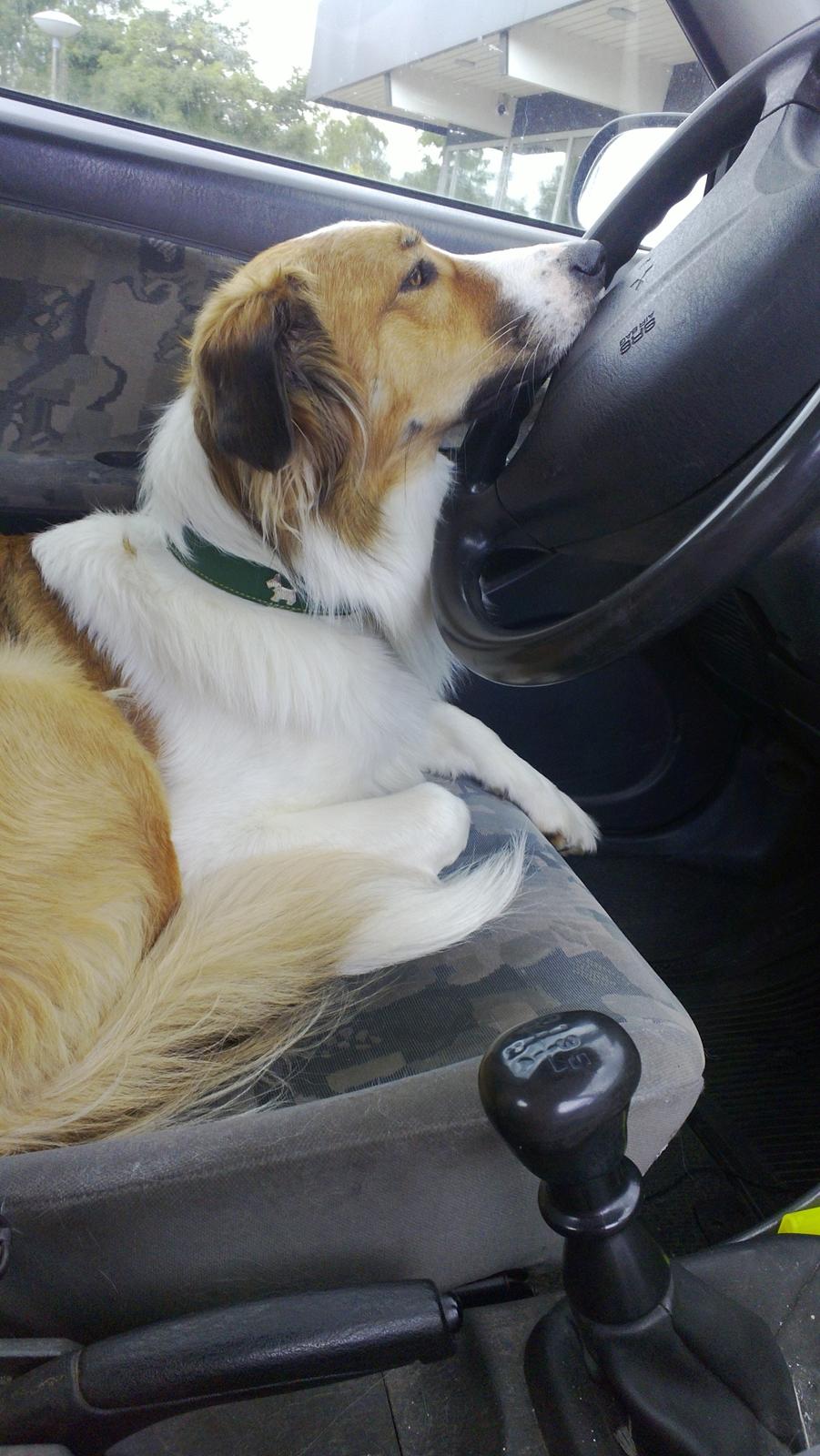 Border collie Fido billede 2