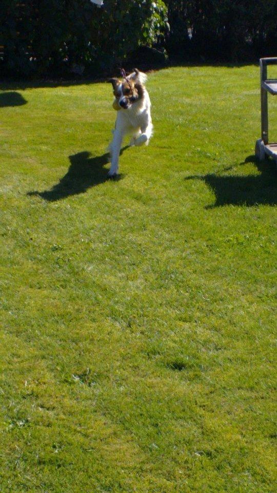 Border collie Fido billede 3