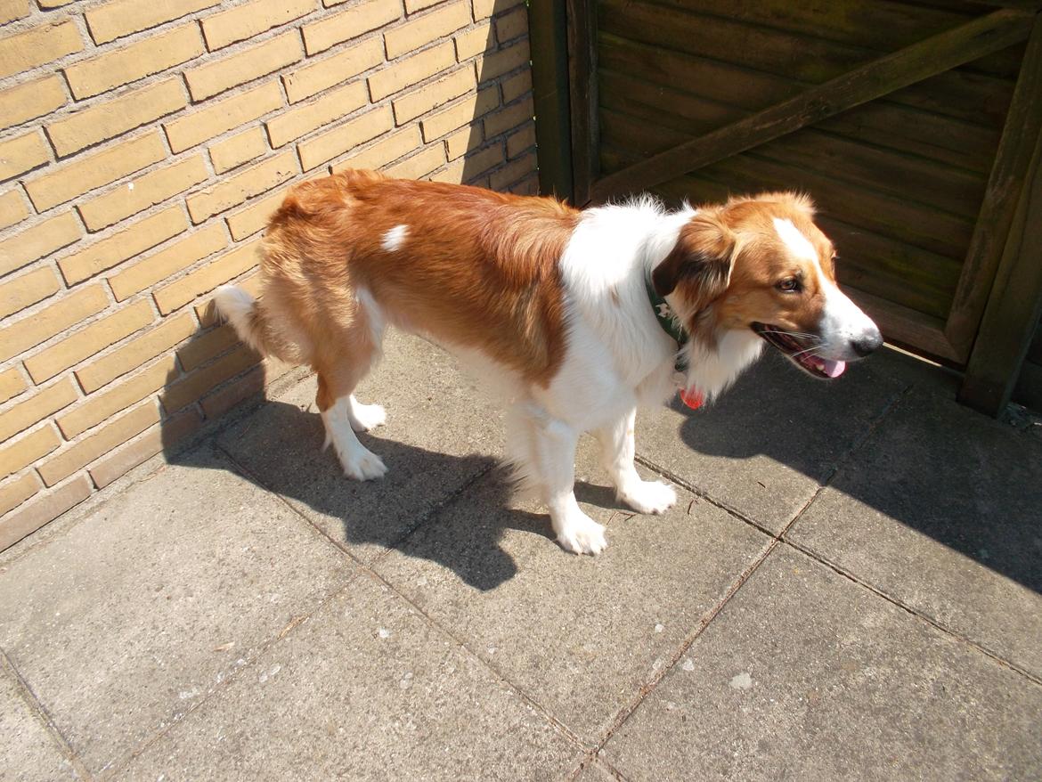 Border collie Fido billede 4