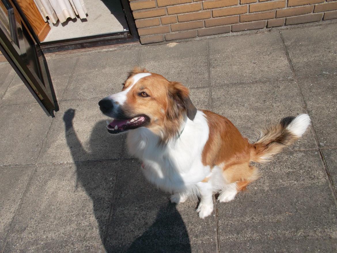 Border collie Fido billede 5