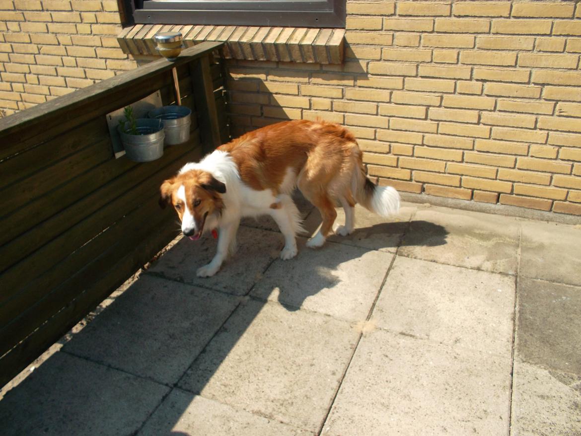 Border collie Fido billede 6