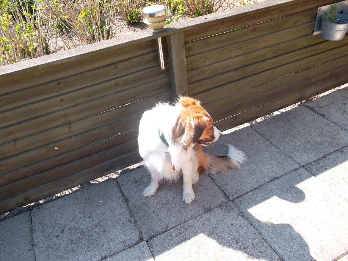 Border collie Fido billede 7