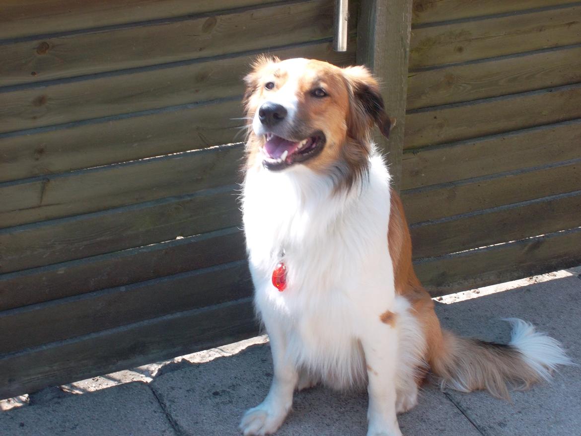 Border collie Fido billede 8