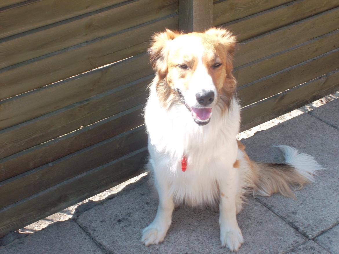 Border collie Fido billede 9