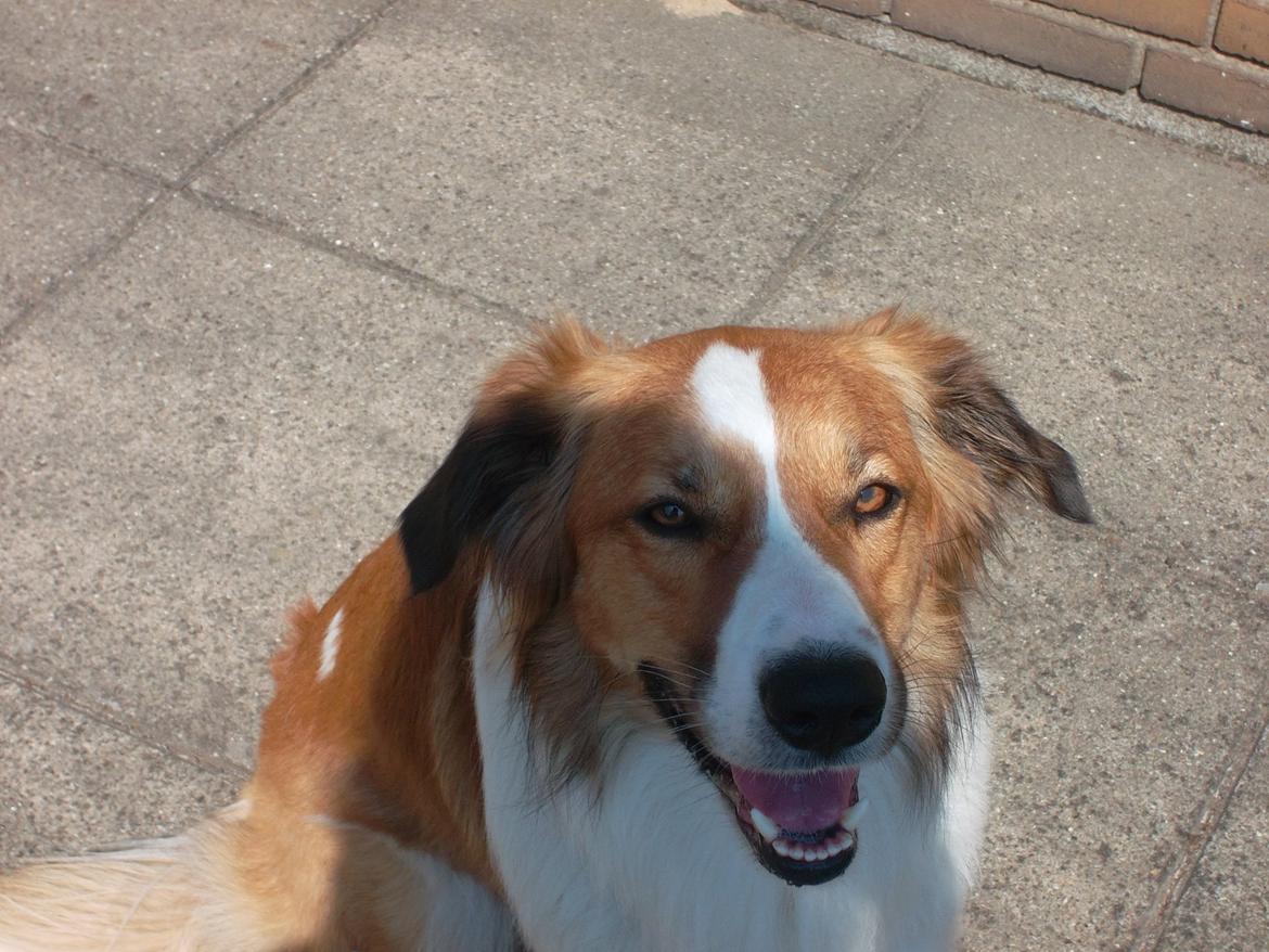 Border collie Fido billede 10