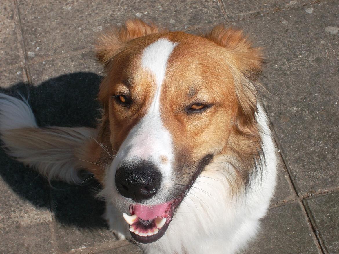 Border collie Fido billede 11