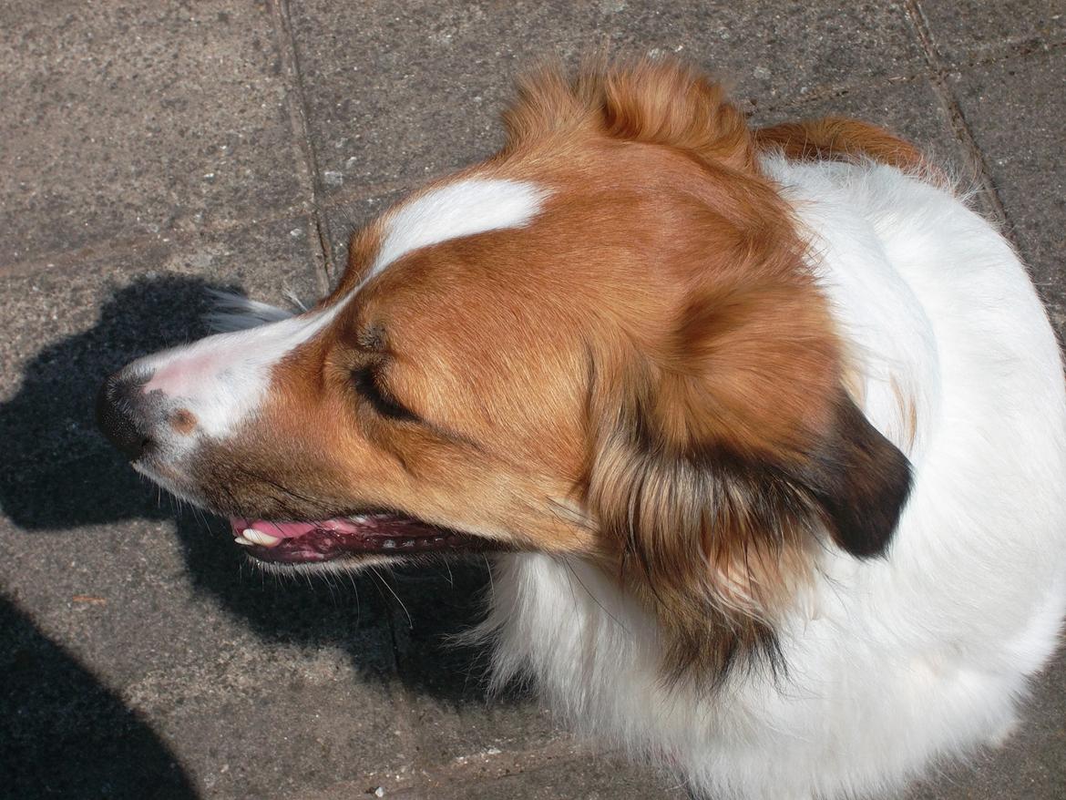 Border collie Fido billede 12