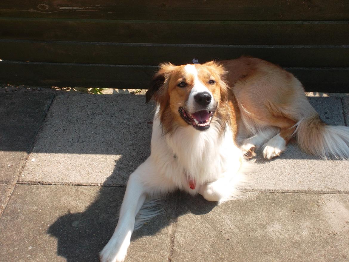 Border collie Fido billede 13