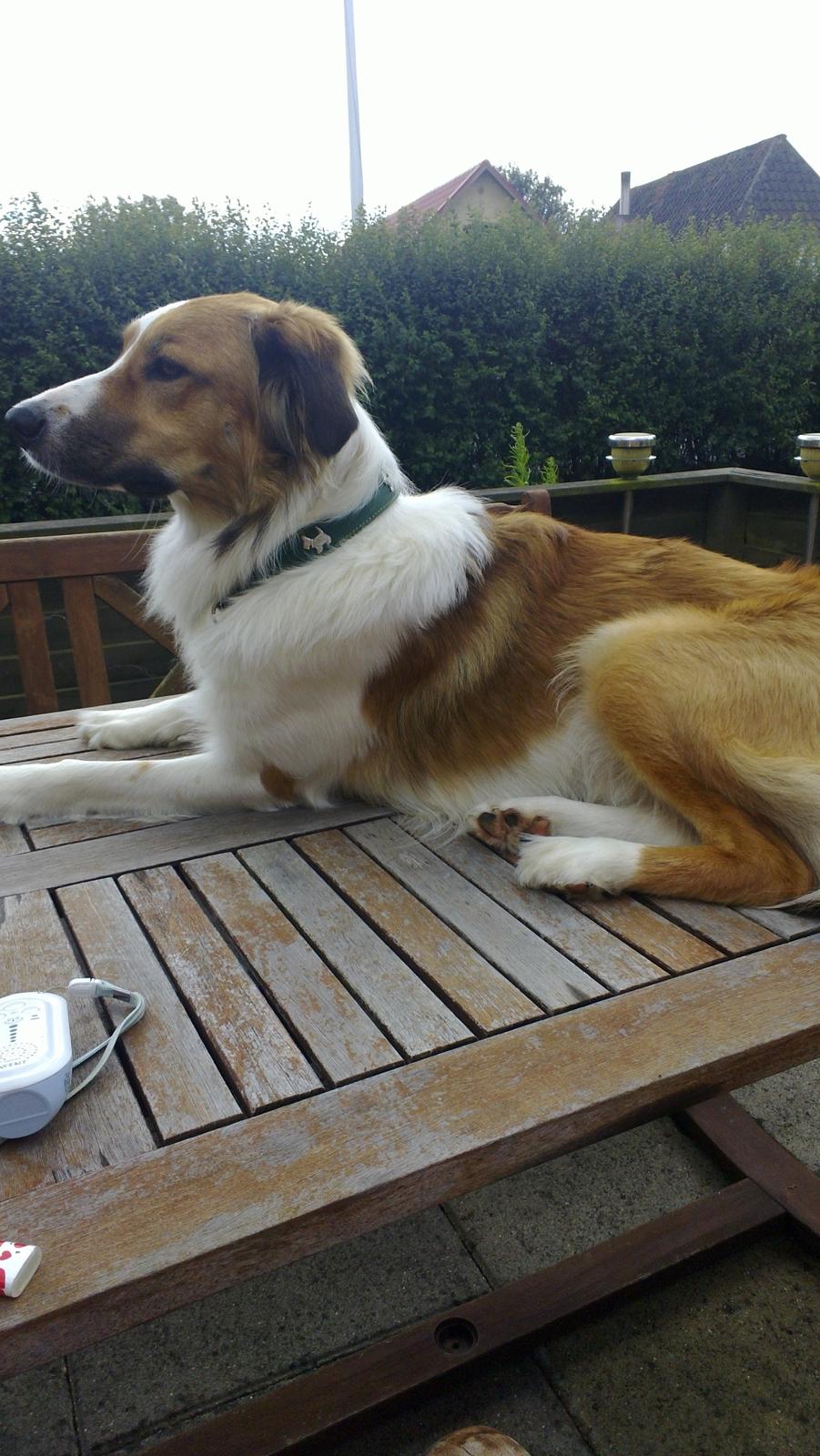 Border collie Fido billede 14