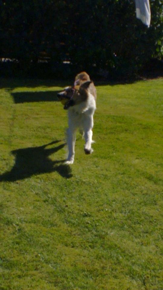 Border collie Fido billede 15