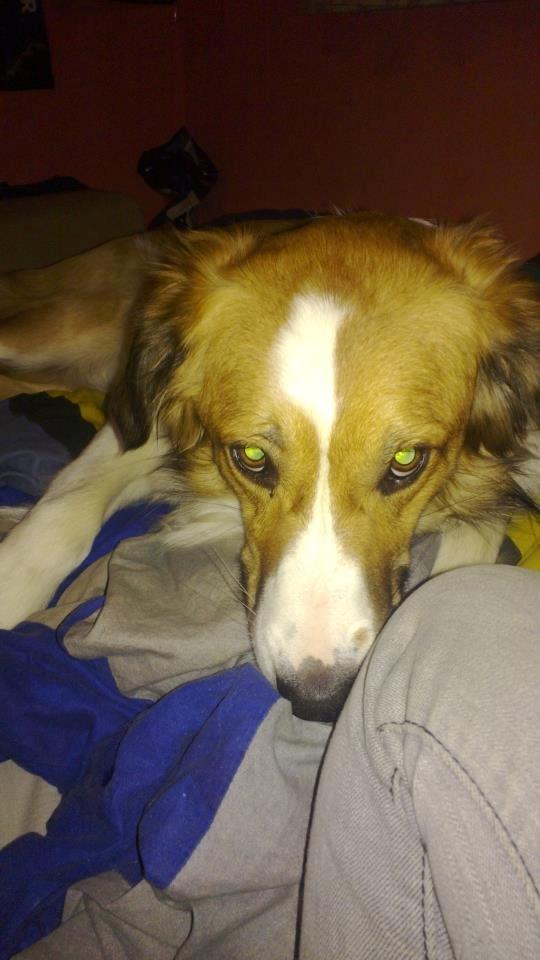 Border collie Fido billede 16