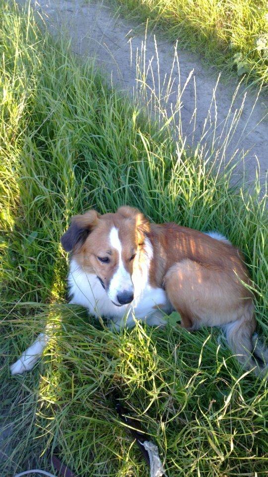 Border collie Fido billede 17