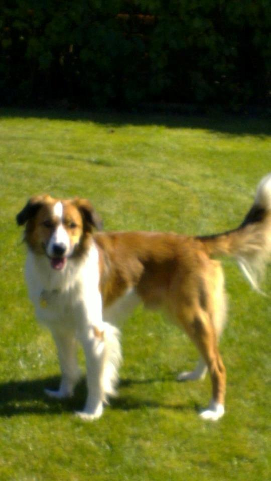 Border collie Fido billede 18