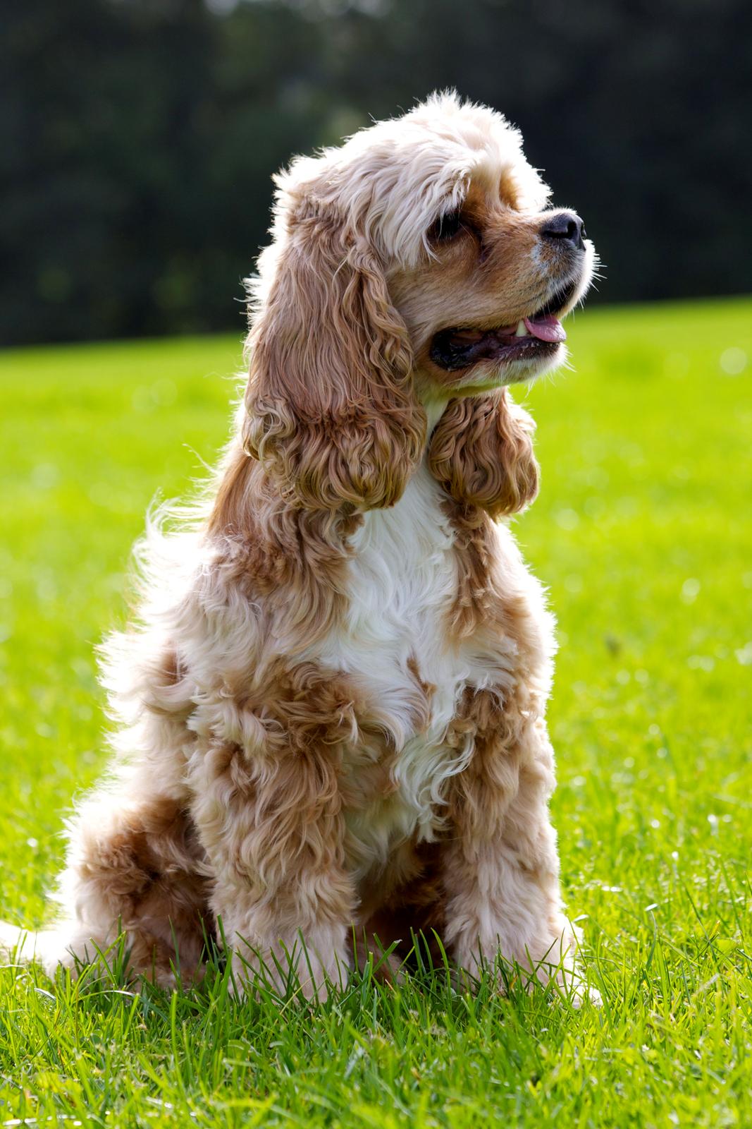 Amerikansk cocker spaniel Jamie - Oktober 2012 billede 9