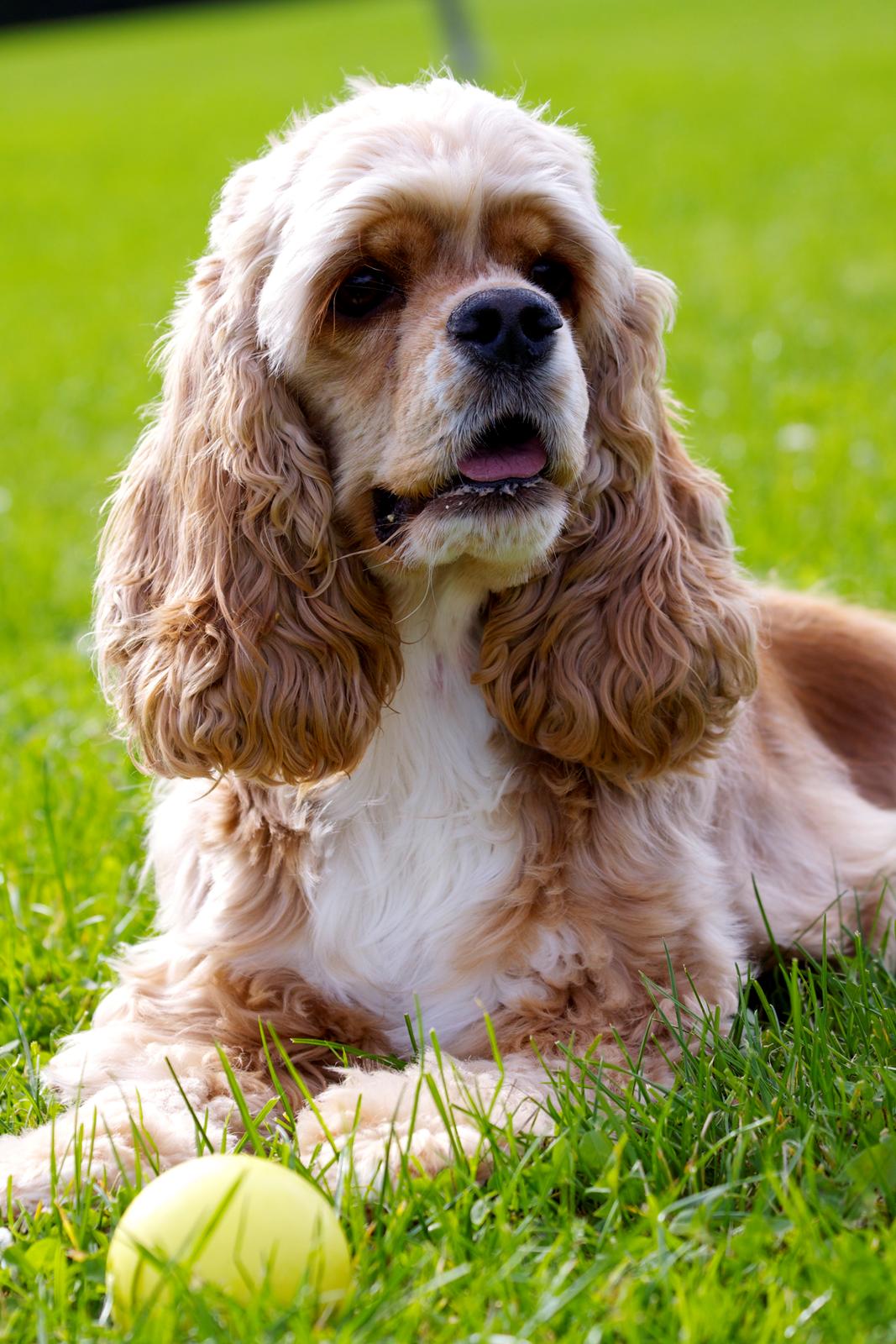 Amerikansk cocker spaniel Jamie - Oktober 2012 billede 14