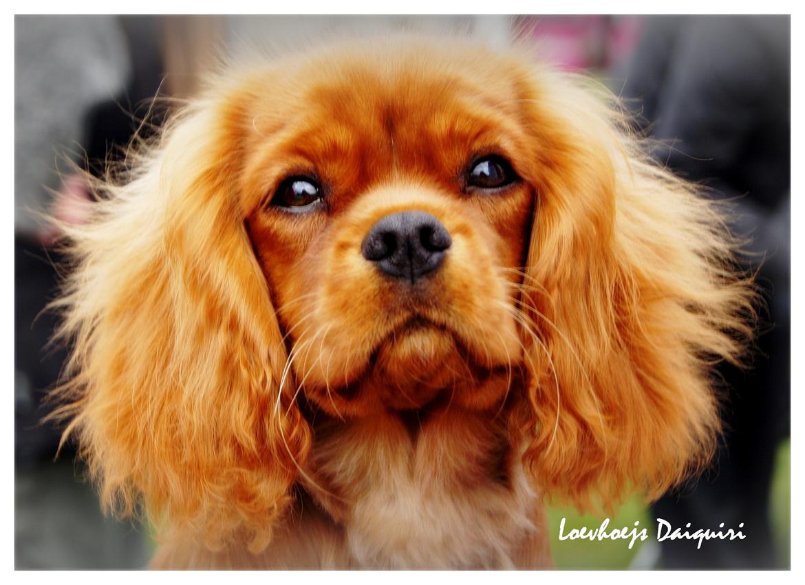 Cavalier king charles spaniel Loevhoejs Daiquiri - Daiqqi billede 1