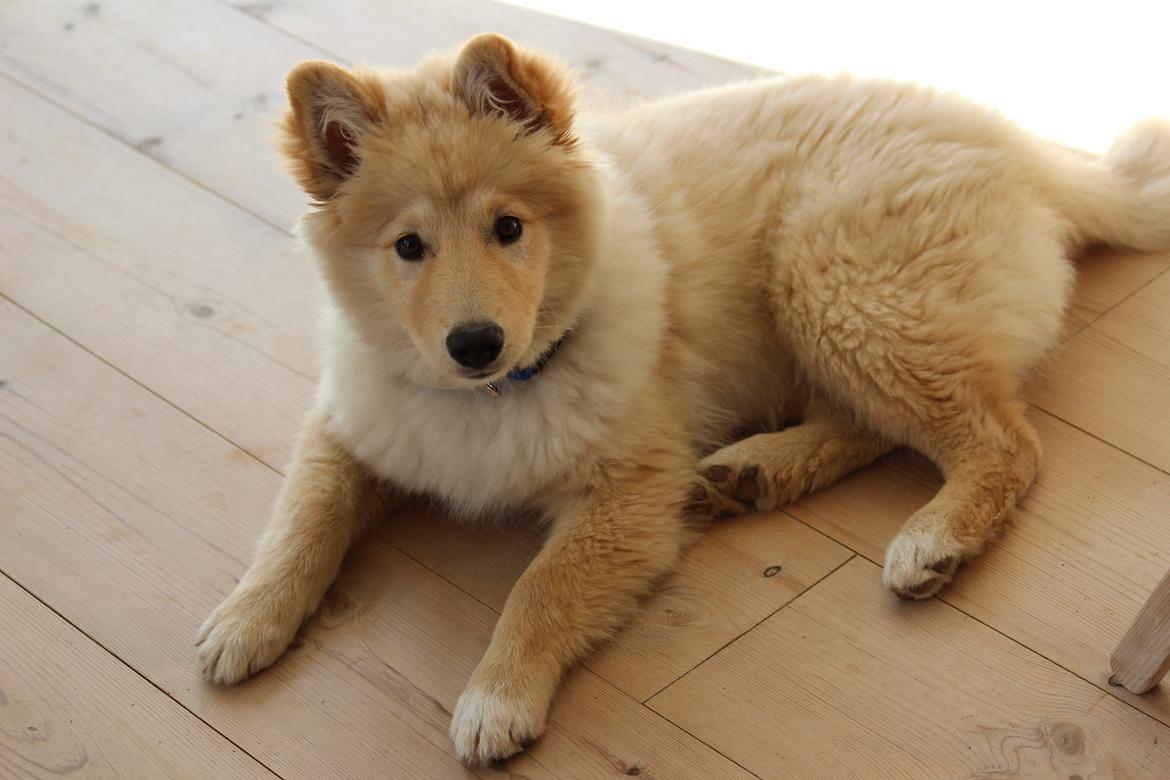 Finsk lapphund Fanny billede 2