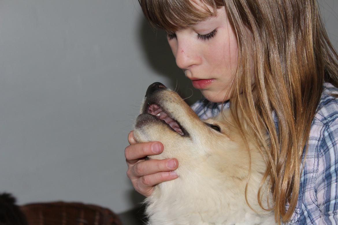 Finsk lapphund Fanny - Fanny og Anna hygger.. Ferie på Fanø billede 3
