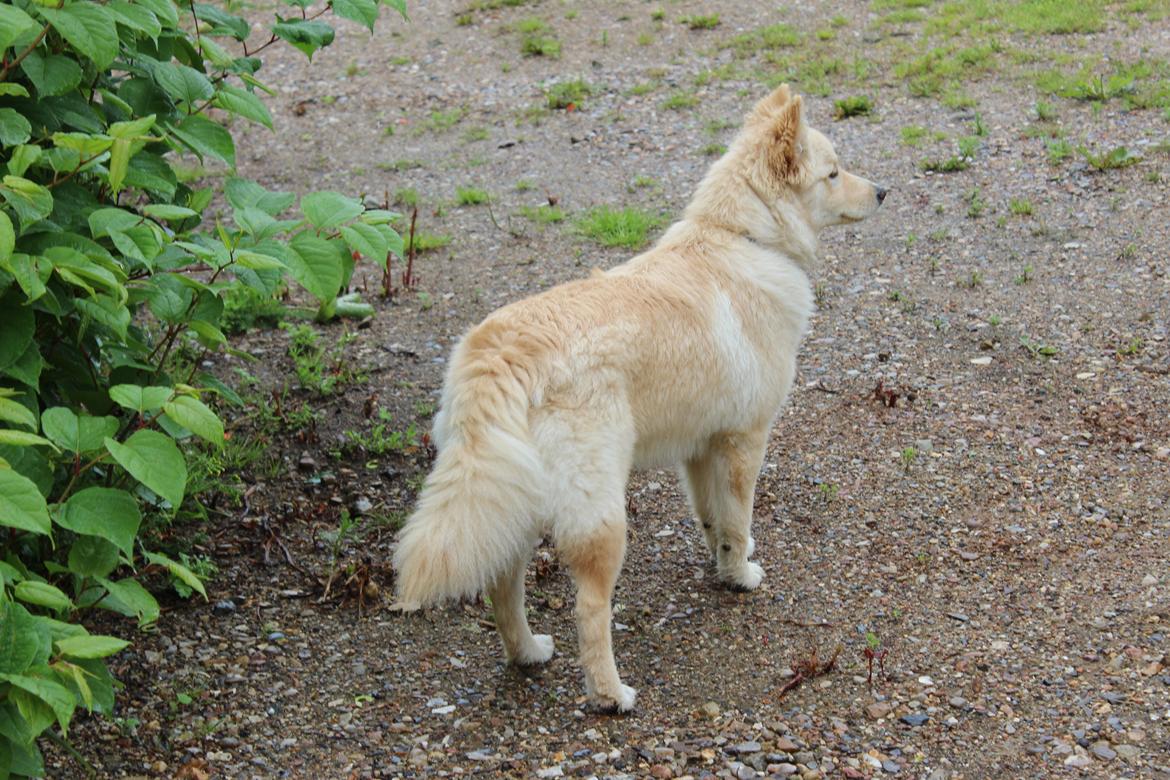 Finsk lapphund Fanny billede 4