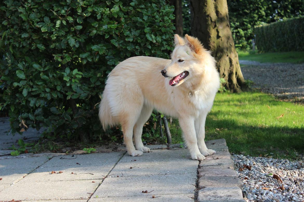 Finsk lapphund Fanny billede 5