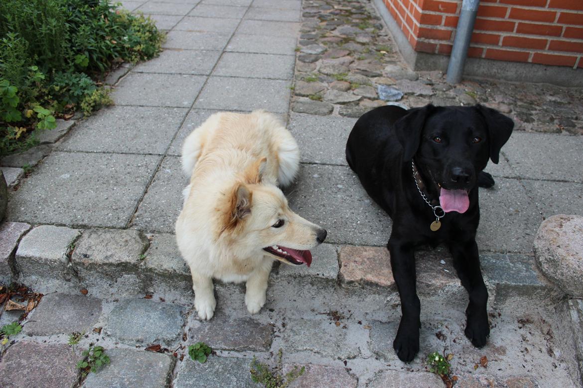 Finsk lapphund Fanny - Prut og Maggi billede 6