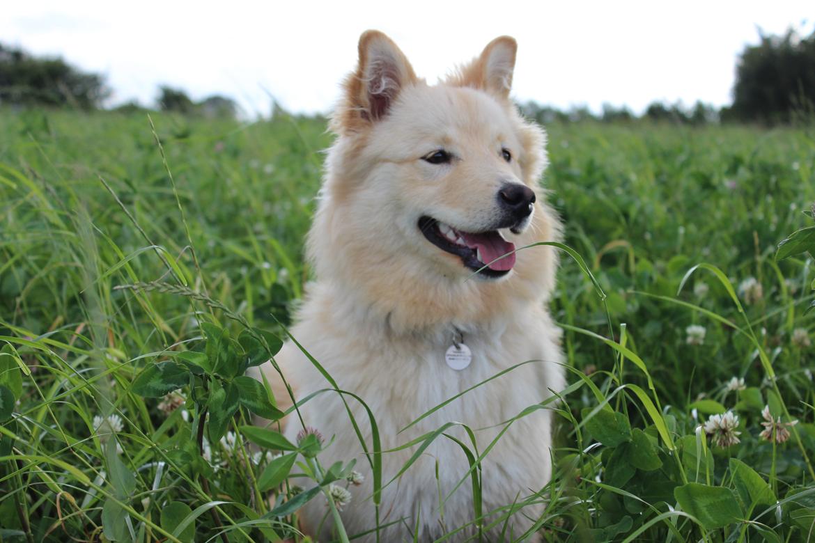 Finsk lapphund Fanny billede 7