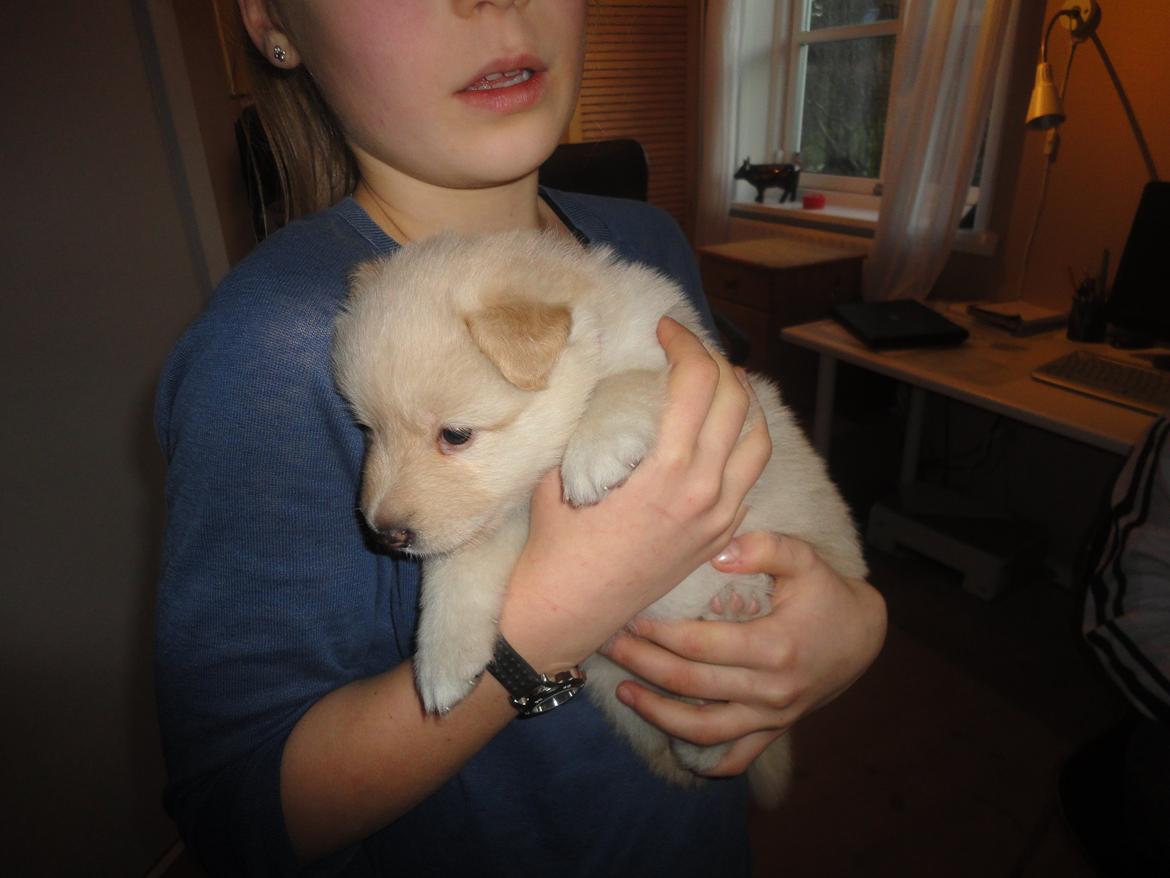 Finsk lapphund Fanny - Mini-Fanny billede 8