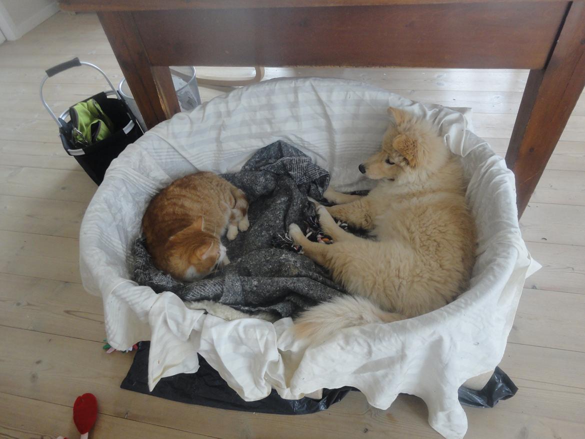 Finsk lapphund Fanny billede 9