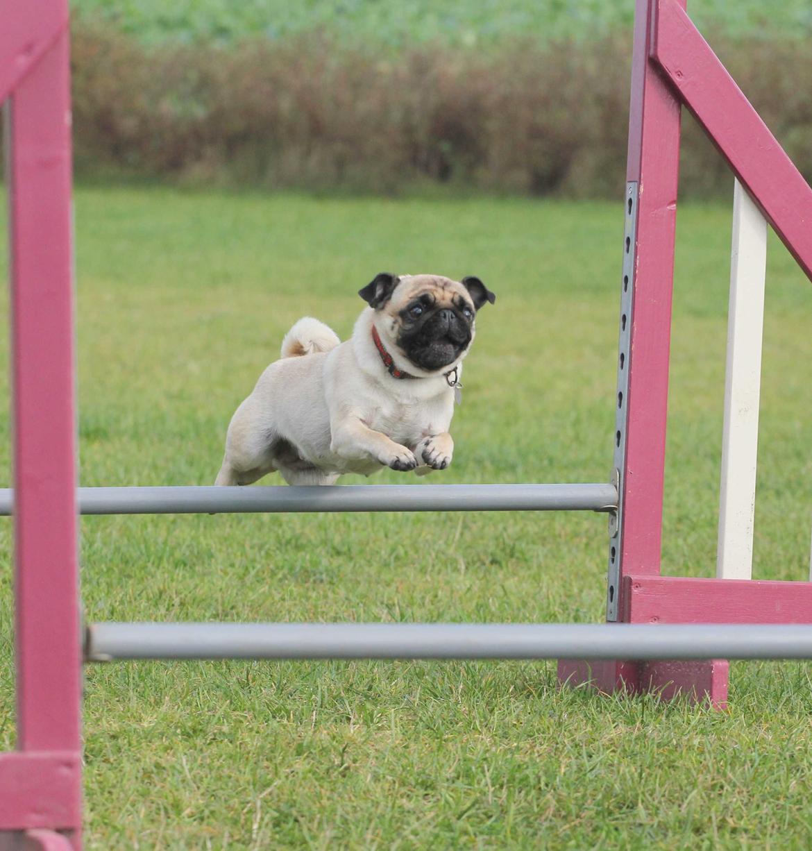 Mops Zoe - Rullepølsen - Mopser kan saaagtens løbe AG - og endda rigtig godt !!!  billede 19