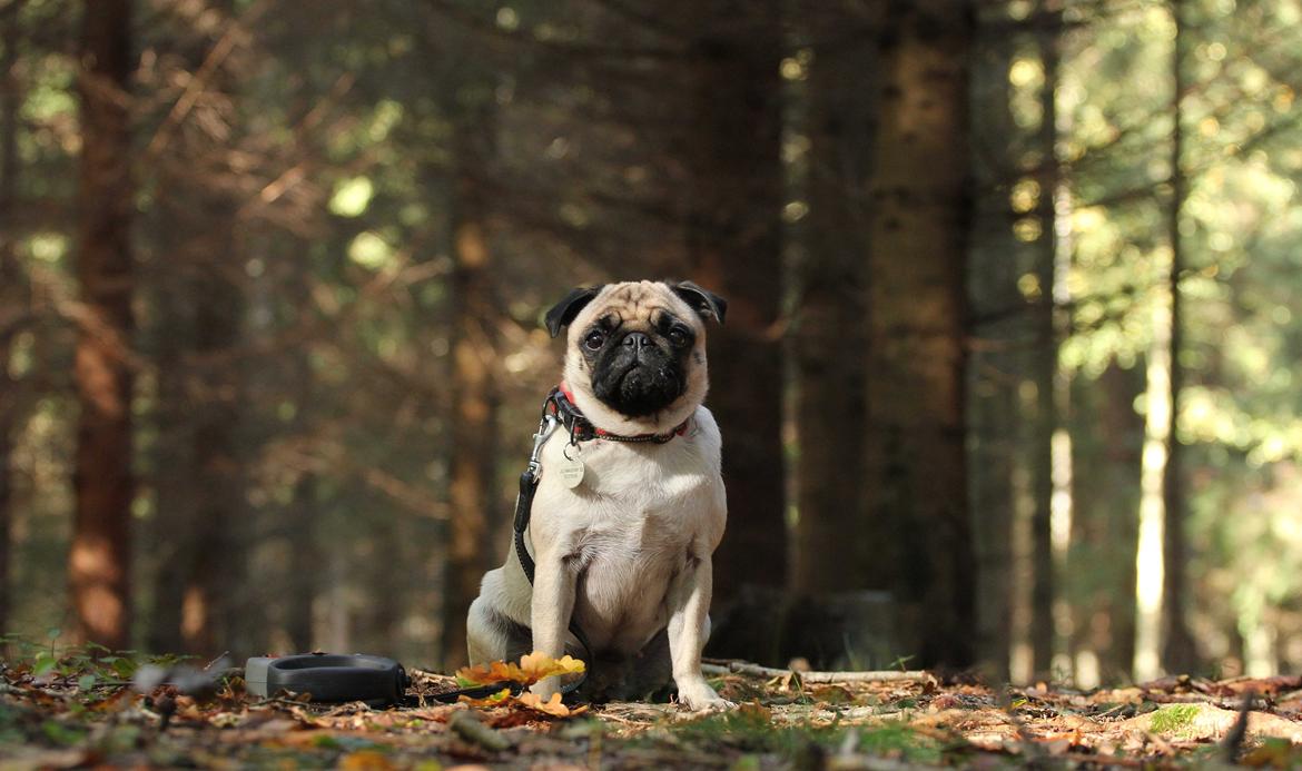 Mops Zoe - Rullepølsen - Zoe i efterårs skoven :)  billede 17