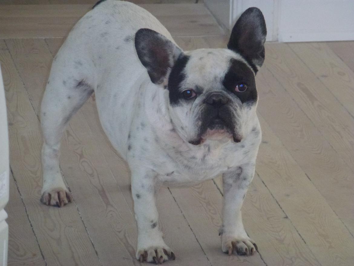Fransk bulldog Monk billede 8