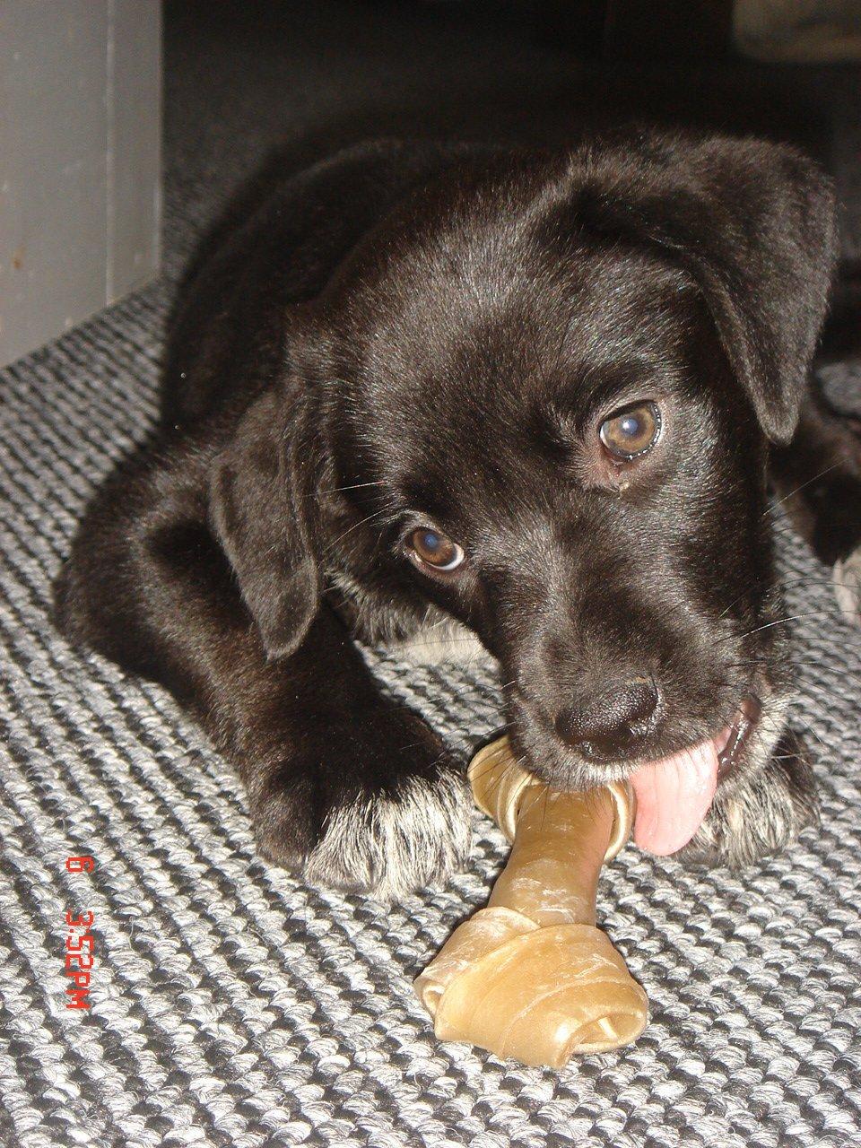 Blanding af racer Perle billede 1