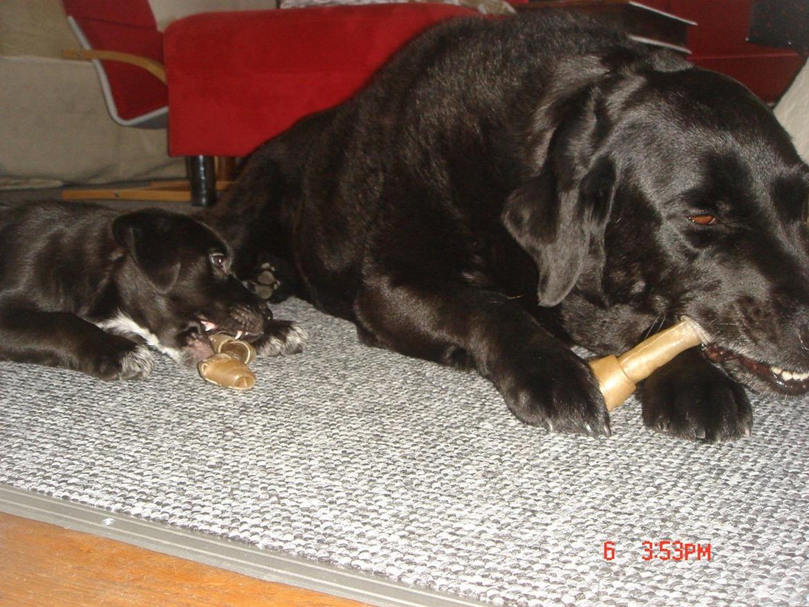 Blanding af racer Perle billede 2