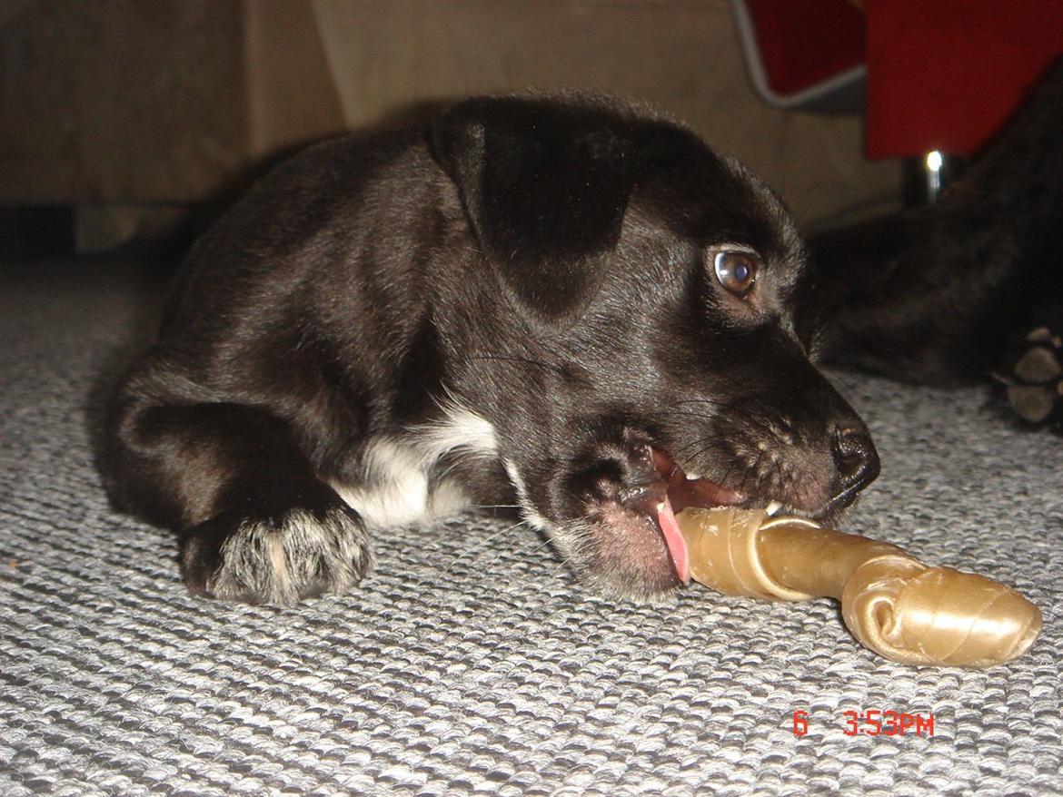 Blanding af racer Perle billede 3