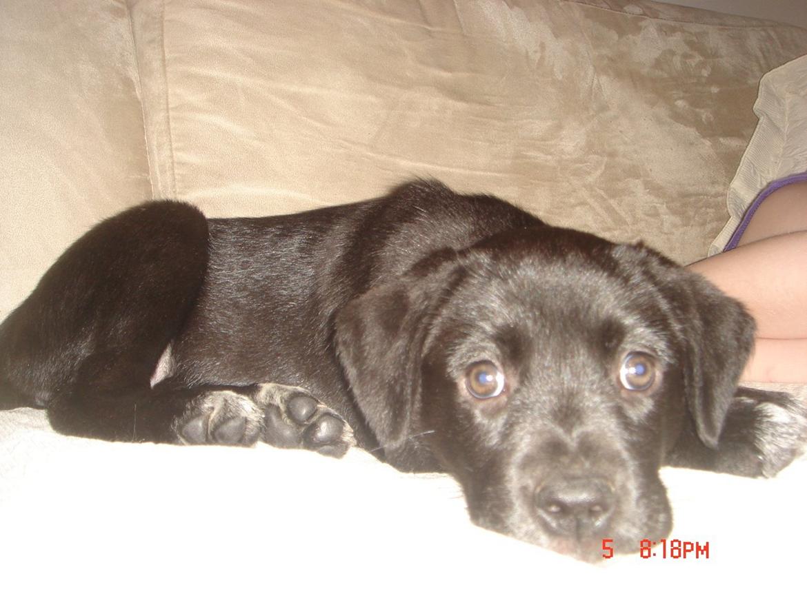 Blanding af racer Perle billede 5