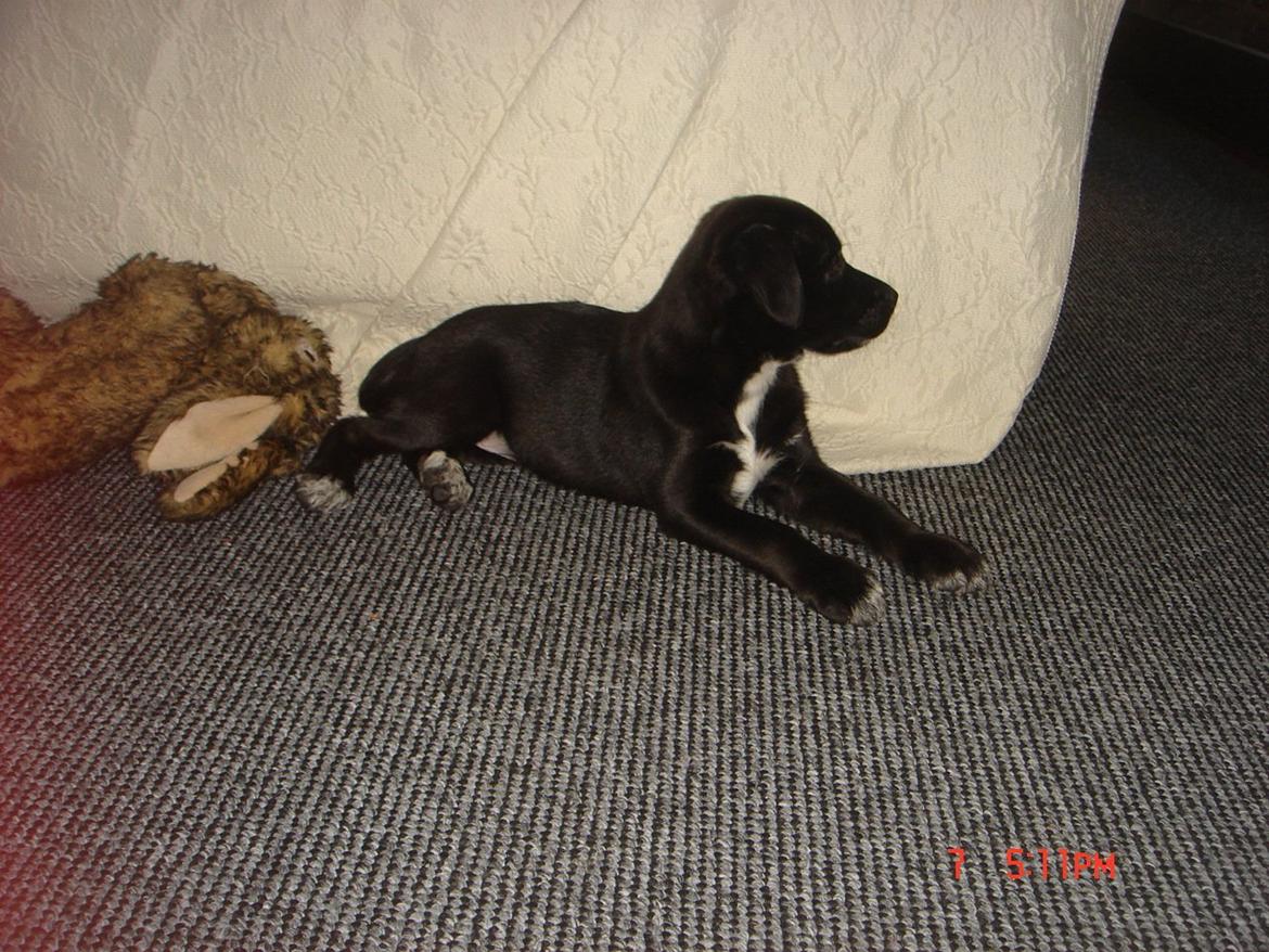 Blanding af racer Perle billede 6