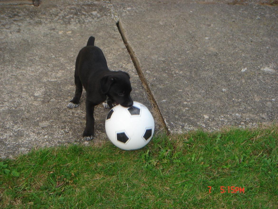 Blanding af racer Perle billede 7