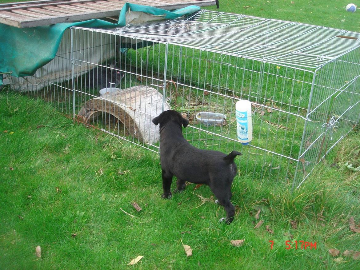 Blanding af racer Perle billede 8