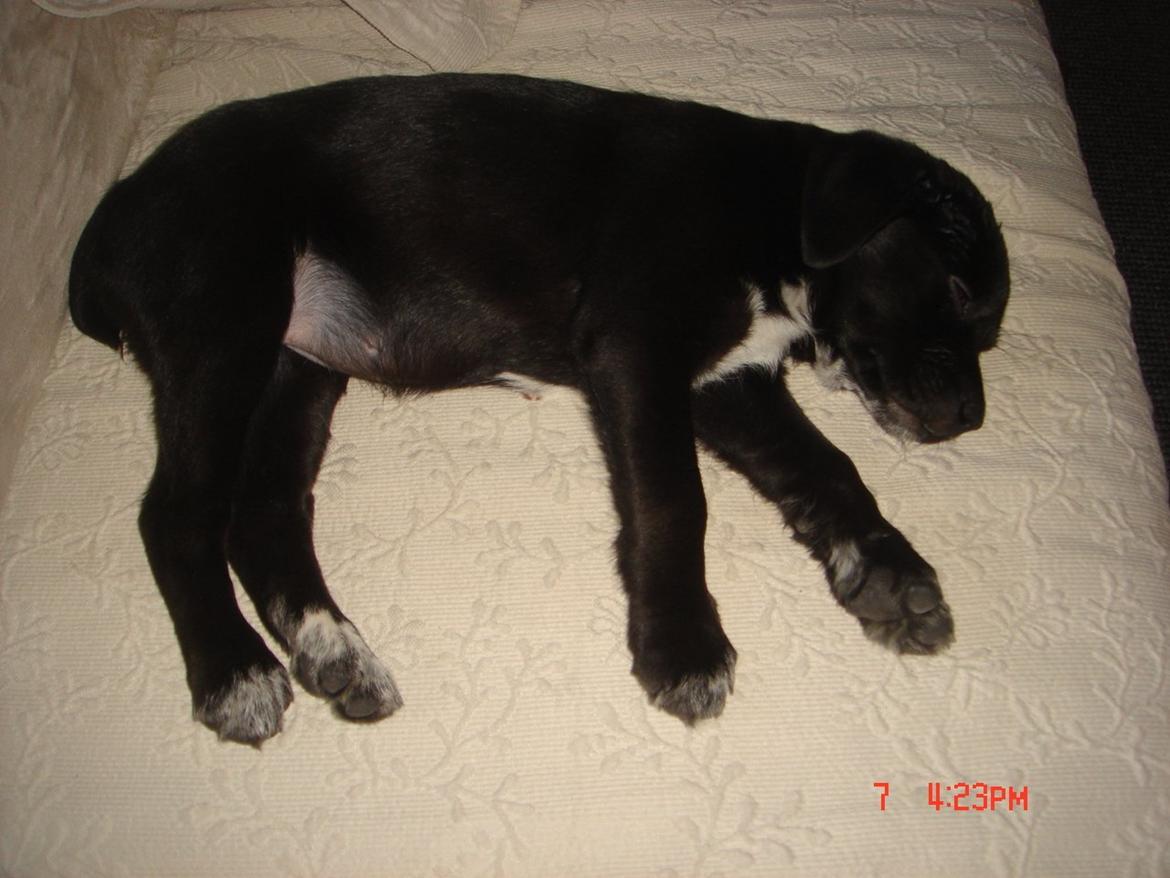 Blanding af racer Perle billede 9