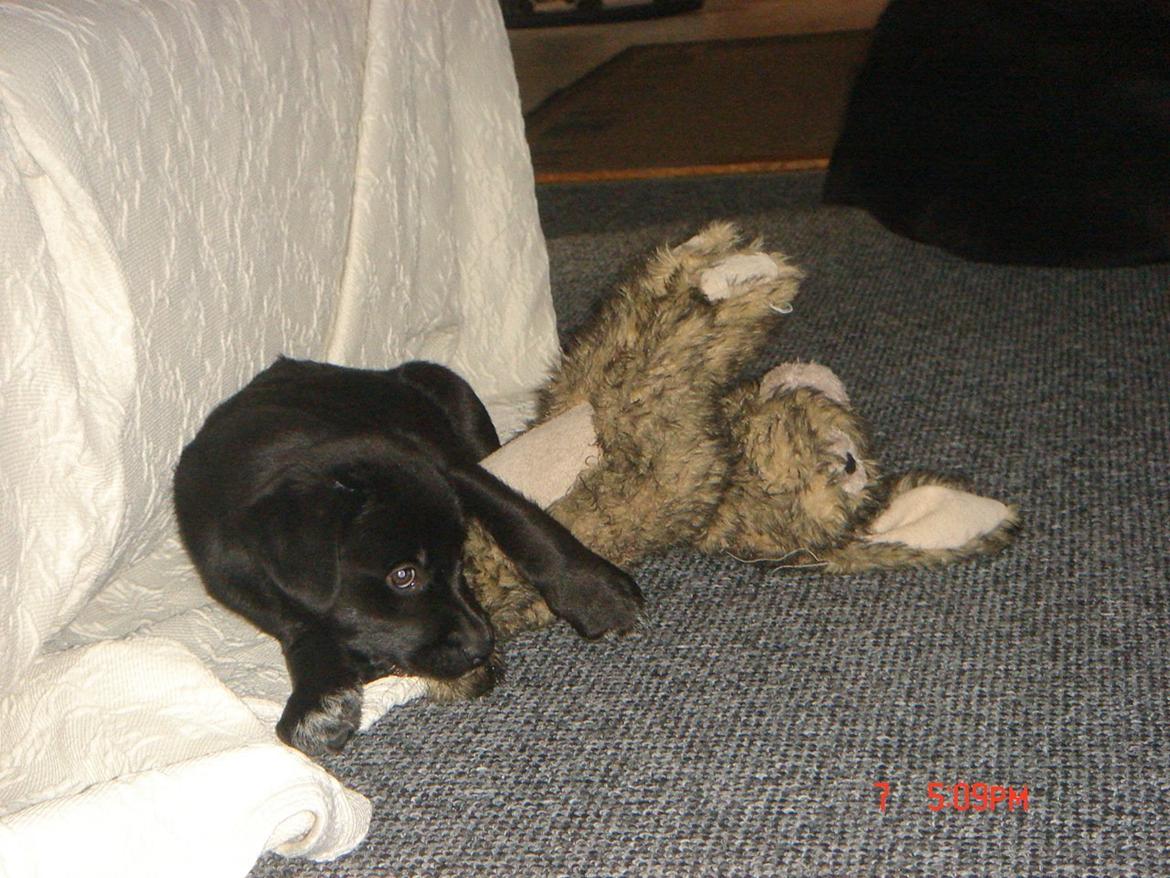 Blanding af racer Perle billede 10