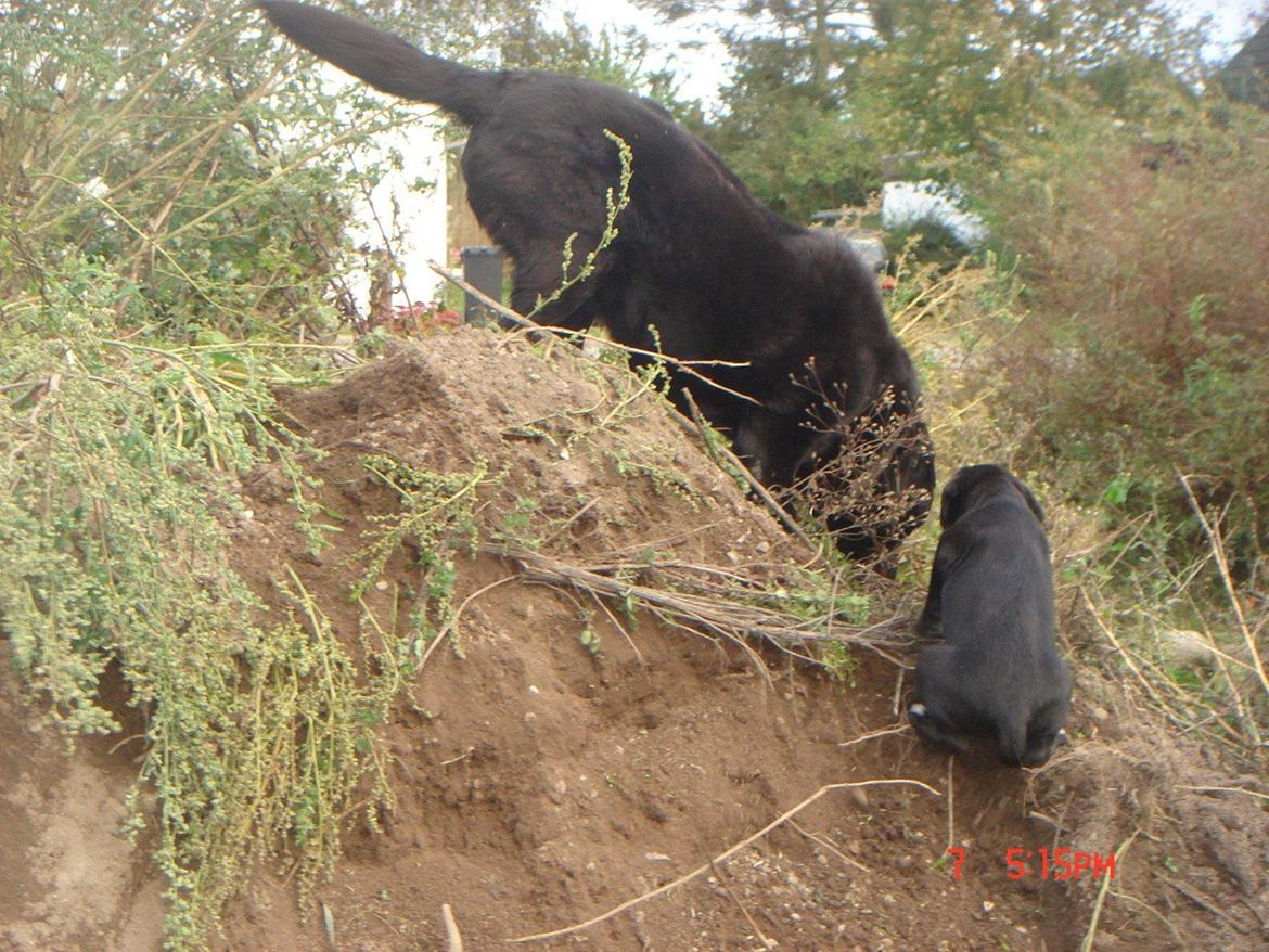 Blanding af racer Perle billede 11