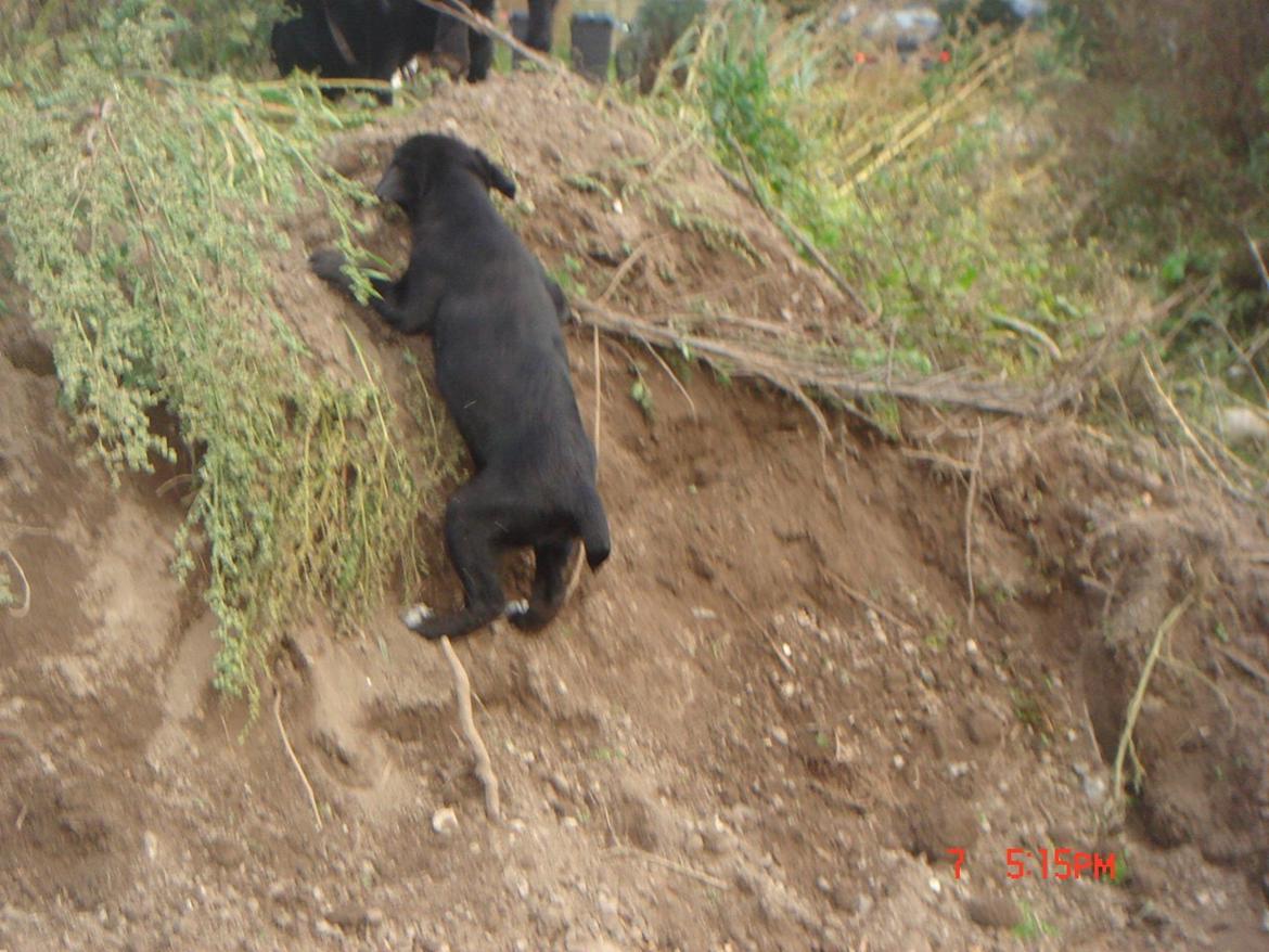 Blanding af racer Perle billede 12