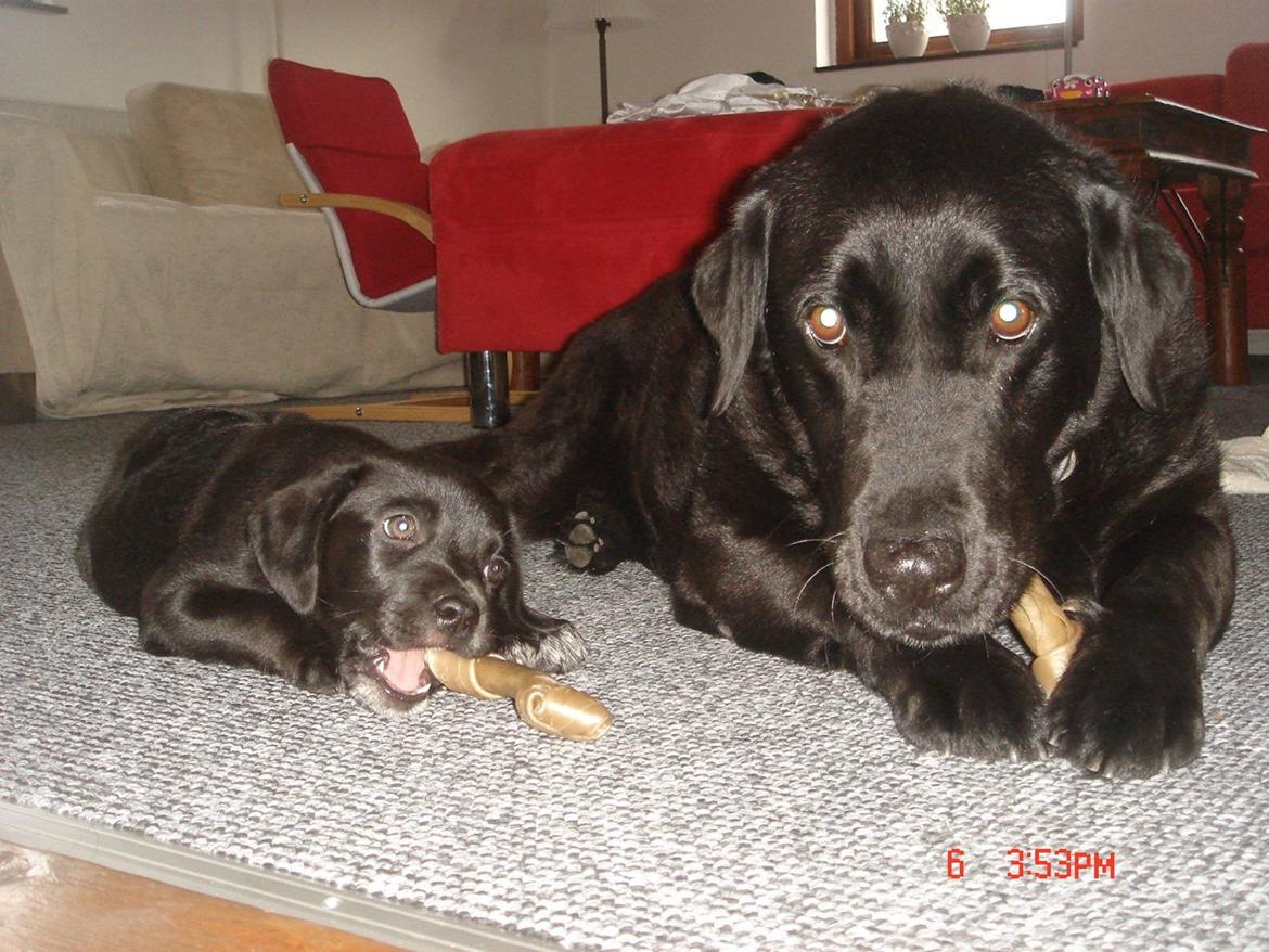 Blanding af racer Perle billede 13