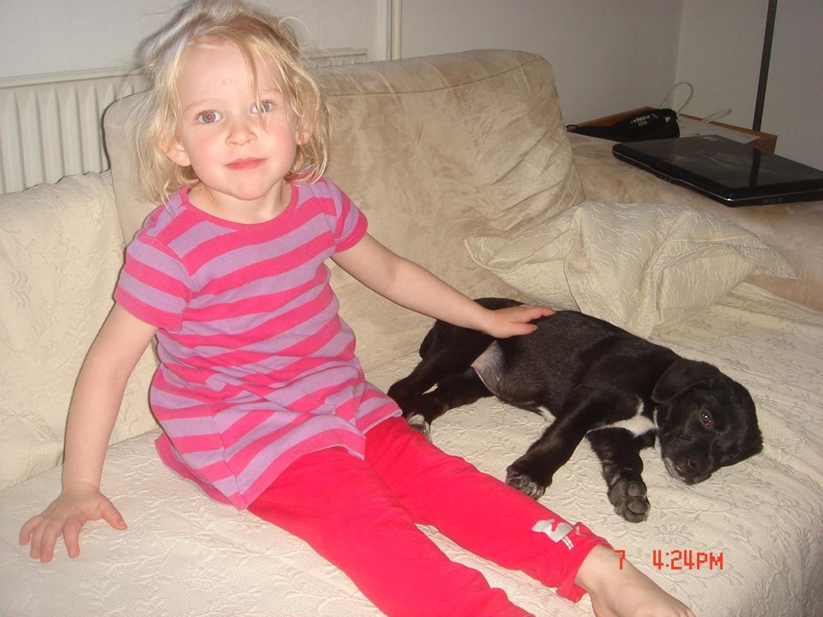 Blanding af racer Perle billede 14