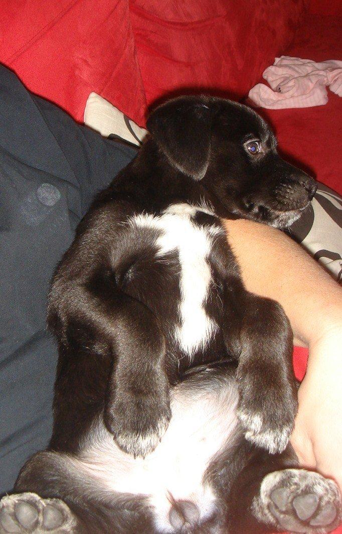 Blanding af racer Perle billede 15